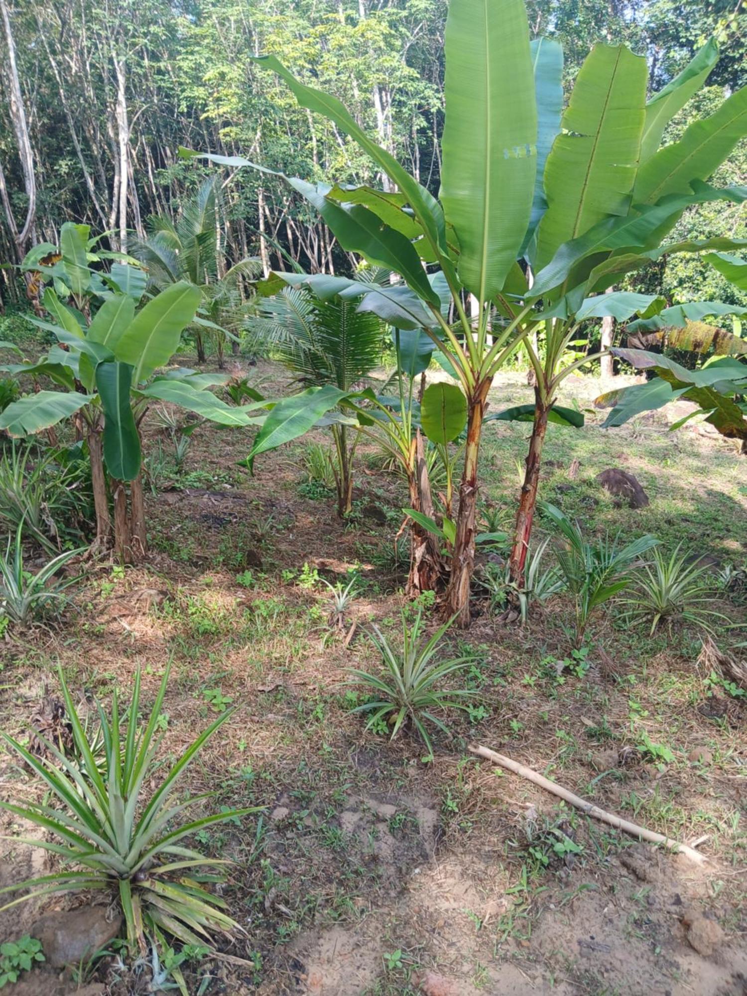 Pineapple Gardens Hotel Ko Kut Eksteriør billede
